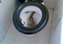 Змейка в туалете